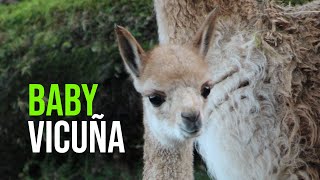 Belfast Zoo Welcomes Baby Vicuna Born During Storm Arwen [upl. by Ocirnor]