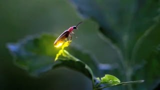 Fireflies in Iowa [upl. by Anil699]