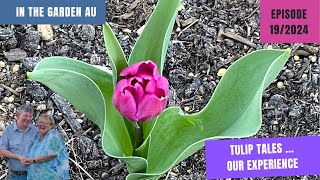 Tulip Tales  Our Experience [upl. by Raff]