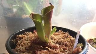 Heliamphora minor care [upl. by Elmore]