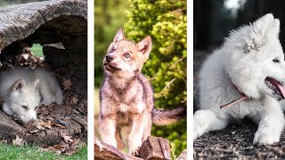 Adorable Baby Wolf Puppies  Cutest Wolf Puppy Compilation [upl. by Ariait310]