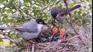 The Sardinian Warbler birds feeding their chicks [upl. by Dnomzed]