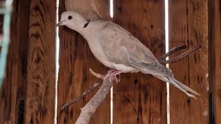 Turturele Răzătoare am pus la împerecheat Turturele aștept pui‼️🕊🐦😜😜😜 [upl. by Bourke]