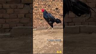 01 Day To 01 Year Old Murga Life chapter aseelmurga viralshort shorts birds aseel asmrsounds [upl. by Berstine]