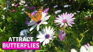 How to Collect the Seeds of Osteospermum African Daisy  Easiest Way to Propagate BirdofParadise [upl. by Doownel]