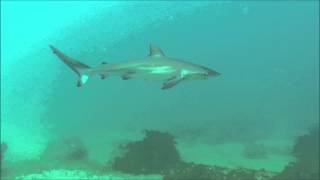 ANIMAL SPECIES  Carcharhinus obscurus [upl. by Ayocat]