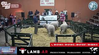 Remate Corriedale  Transmisión en vivo de Sociedad Rural Bahía Blanca 2024 [upl. by Ahsemrak814]