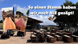 XXL Sägetage  100 TONNEN HOLZ Wir haben in BETON gesägt 🙈 [upl. by Luise]