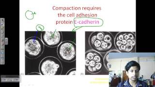 Blastulation and gastrulation  Developmental biology lecture [upl. by Asilehc525]