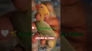 Parblue OpalinePale fellowparrotshortviralvideo [upl. by Asyral]