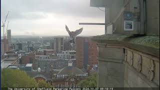 Sheffield peregrines Pigeon for youngster 07102024 [upl. by Atikahc]