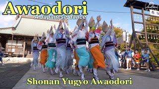 阿波踊り 湘南なぎさ連 Threegroup Joint dance at the 2nd Shonan Yugyo Awaodori  1142024 Fujisawa Japan [upl. by Winslow797]