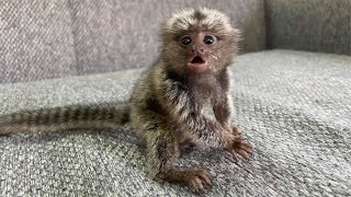 Tiny Adorable Marmoset Monkeys Babies [upl. by Annaek]