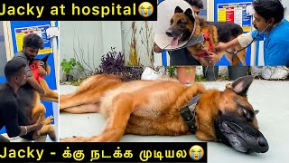 Jacky  க்கு நடக்க முடியல😭  Jacky at hospital🏥  Jacky the German Shepherd [upl. by Jacobson]