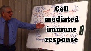 Cell mediated immune response [upl. by Airad796]