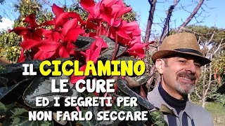 IL CICLAMINO CURE E SEGRETI PER NON FARLO SECCARE [upl. by Niahs]