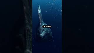 The Mysterious Coelacanth A Living Fossil animals facts shorts [upl. by Barhos]