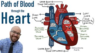 Blood Flow Through the Heart Made Easy  Cardiac Circulation Animation [upl. by Atirehs466]