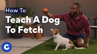 How To Teach A Dog To Fetch  Chewtorials [upl. by Cale750]