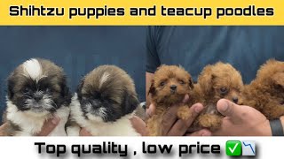 Shihtzu puppys and teacup poodle puppy top quality best price [upl. by Aehtela]