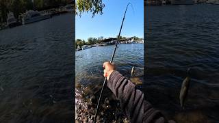 Occoquan River Bass Fishing fishing riverfishing catchinbass catchingbass [upl. by Ashien]