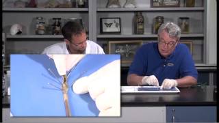 Detailed Earthworm Annelid Dissection Jr High High School and College Review [upl. by Nabi]