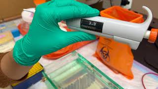 PCR analysis using Agarose gel electrophoresis [upl. by Eerrehs]