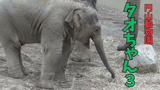 タオちゃん円山動物園 3  Taochan at Maruyama Zoo 3 [upl. by Ecirtaed]