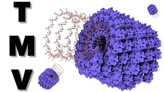 Plant Pathogenic Viruses  TMV virus structure animation  Molecular Visualization tool ChimeraX [upl. by Chainey338]