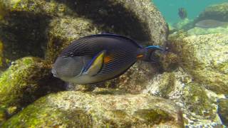 Snorkling Fujairah Dibba rock 2016 [upl. by Nolyat]