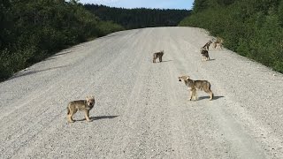 Cute Wolf Puppies howling [upl. by Ardnekahs]