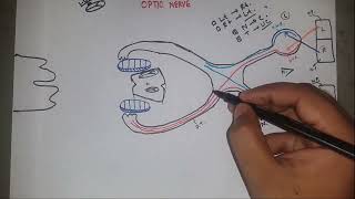 Optic Nerve  Cranial Nerve II Visual Pathway and Lesions  Bangla [upl. by Rehptsirhc505]