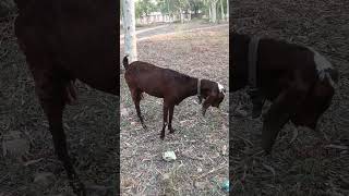 Goat 🐐 Sound effects  Goat 🐐 sound ringtone  Goat noises  Goat bleating sound goatlovers goat [upl. by Fennell]