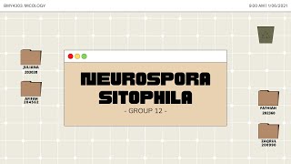 BMY4303  MICOLOGY  NEUROSPORA SITOPHILA BY SPORESEEKER GROUP12 [upl. by Yaluz]