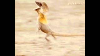 Frilled Lizard Running to quotHappyquot [upl. by Nnairrek]