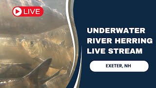 Live Underwater Alewife Webcam  051624 [upl. by Nitsug733]