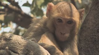 Escaped monkeys offered home in Texas [upl. by Ayisan]