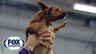 Best of the 2018 Masters Agility Championships  WESTMINSTER DOG SHOW 2018  FOX SPORTS [upl. by Ettevy954]