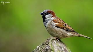 A Joyful Call of House Sparrow  Sparrow Call  Sparrow Chirping  Sparrow Songs  Sparrow Sounds [upl. by Mello210]