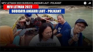 MFV LETMAN 2022 BUDIDAYA ANGGUR LAUT  POLIKANT [upl. by Levin608]