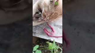 Funny Cat Moments Warning – Dogs and Cats clash in a dramatic confrontation you cant miss shorts [upl. by Traver863]