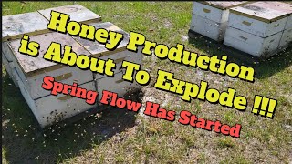 Spring Honey Flow 2024 Gallberry and Palmetto honey  bees beekeeping beekeeper honey spring [upl. by Tahmosh]