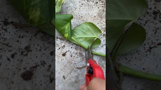 Pothos 🌱 youtubeshorts pothos plants flowers gardening shorts short yt ytshort [upl. by Kitty]