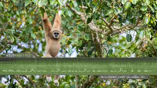 Gibbon Sounds  Whitehanded Gibbon song amp calls [upl. by Nunes]