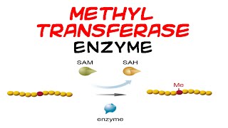 Methyltransferase enzyme [upl. by Selhorst545]