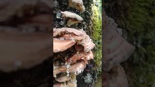 Up close view of fungus on tree bark youtubecommunity [upl. by Anua]