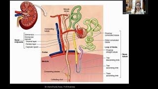 Histology of Kidney Part 1 [upl. by Nudd709]