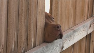 Abilene woman seeks to change city animal ordinance following alleged dog attack [upl. by Echikson]