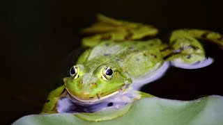 Amazing Facts About Frogs  Wildlife  Love Nature [upl. by Esinev]