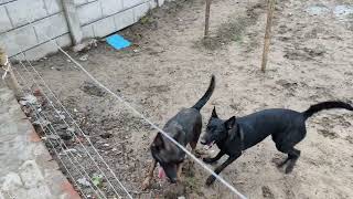 Dutch shepherd Vlog harddog strongestbattlegrounds [upl. by Trimmer]